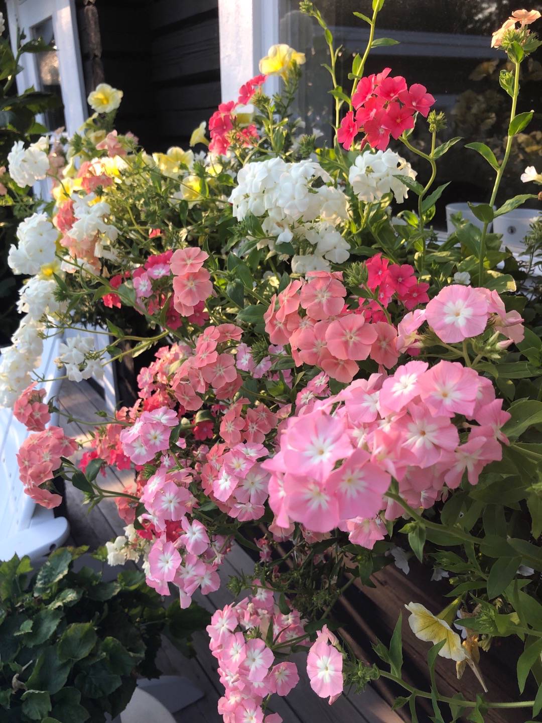 Sommarflox Phlox of Sheep