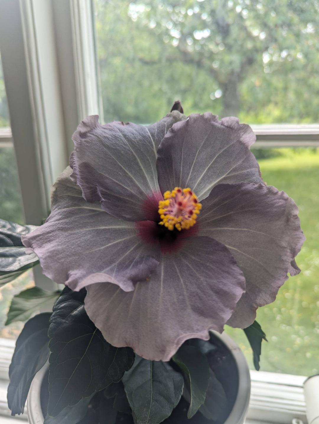 Hibiskus Cato
