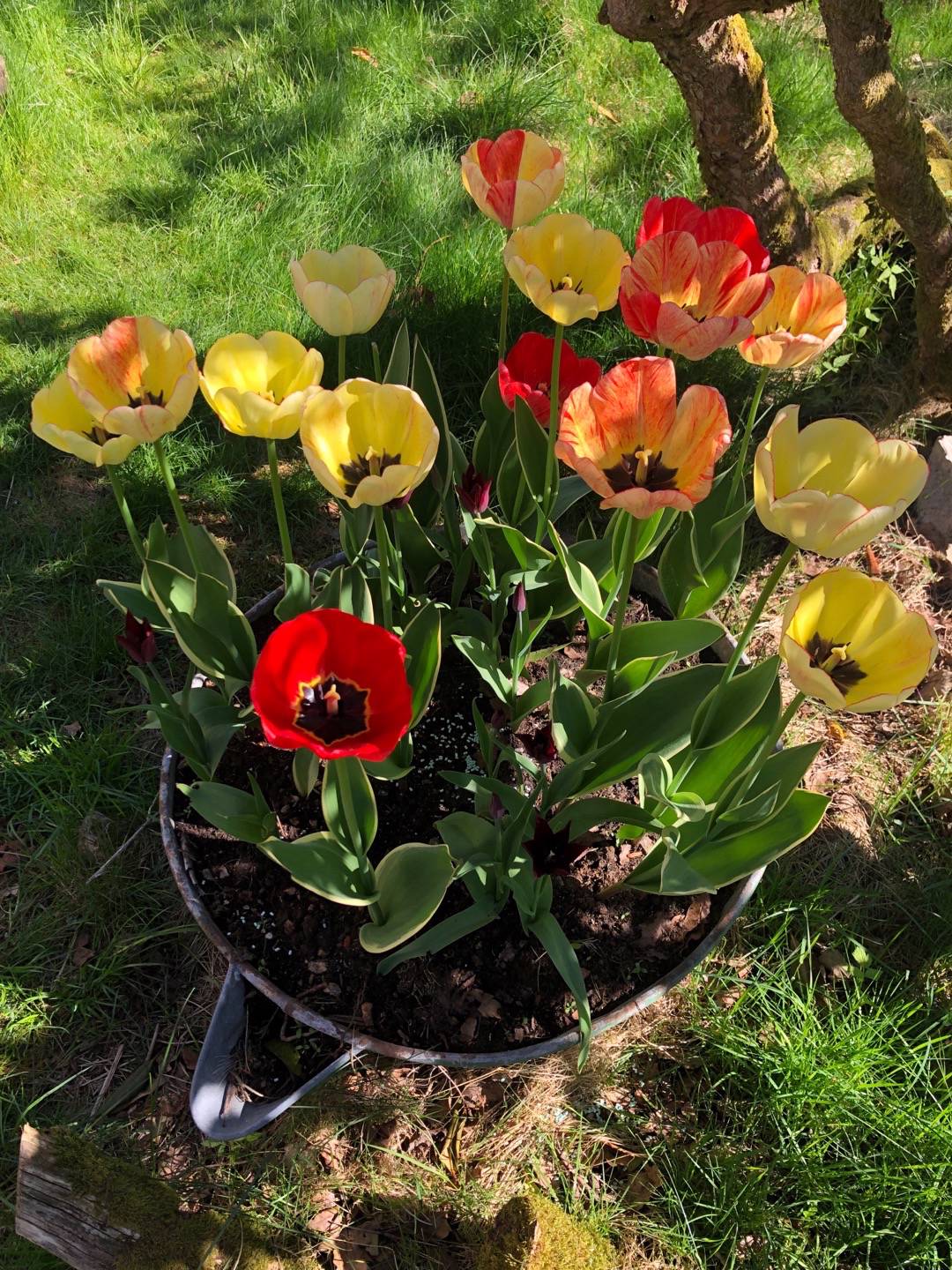 Pensionat Graneliden