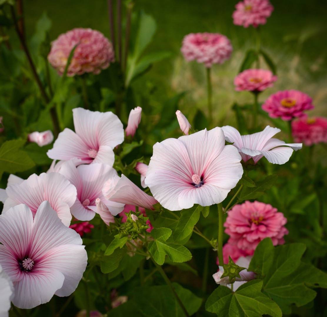 Sommarmalva Pink Blush