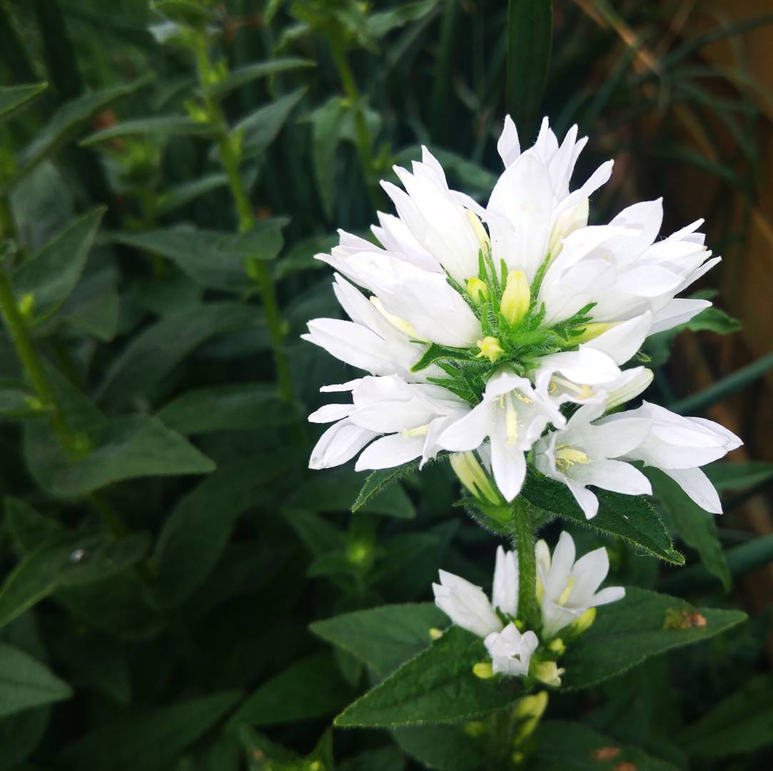Toppklocka Alba