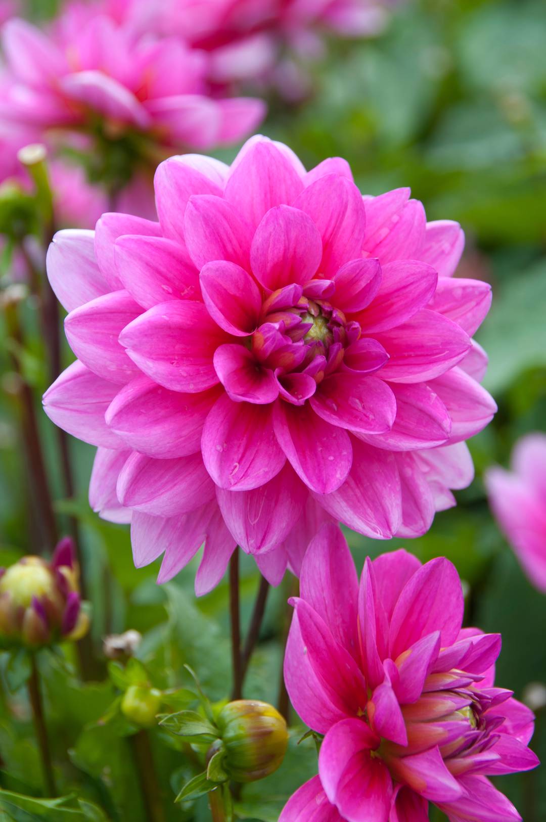 Dahlia Bluesette