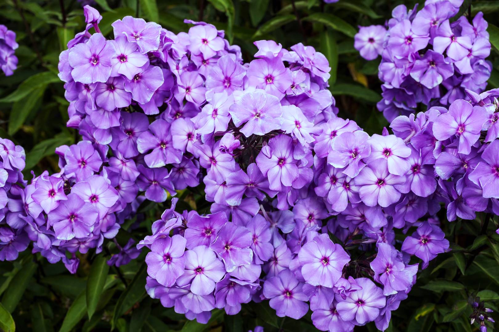 Höstflox Blue Paradise