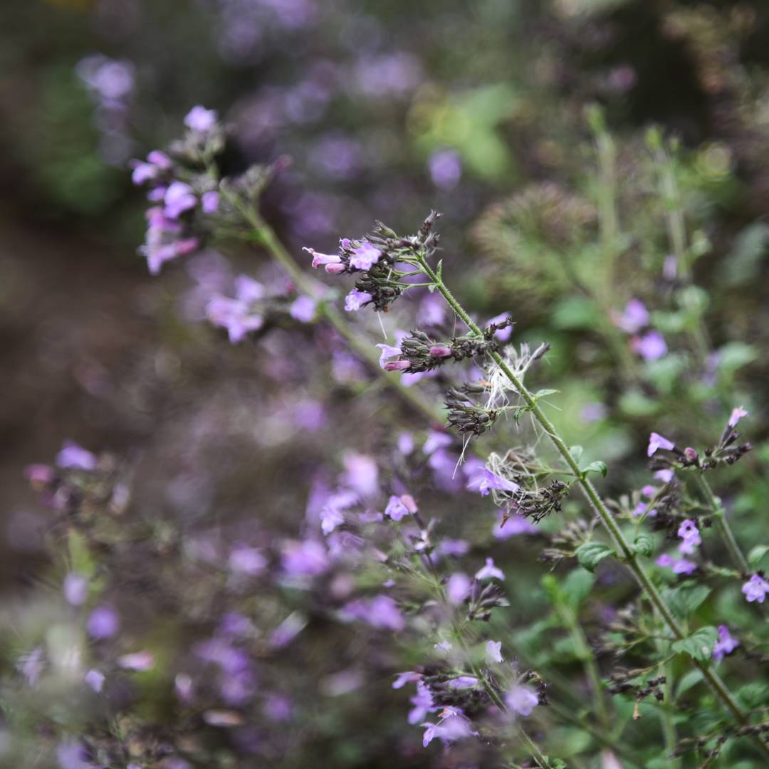 Stenkyndel Marvelette