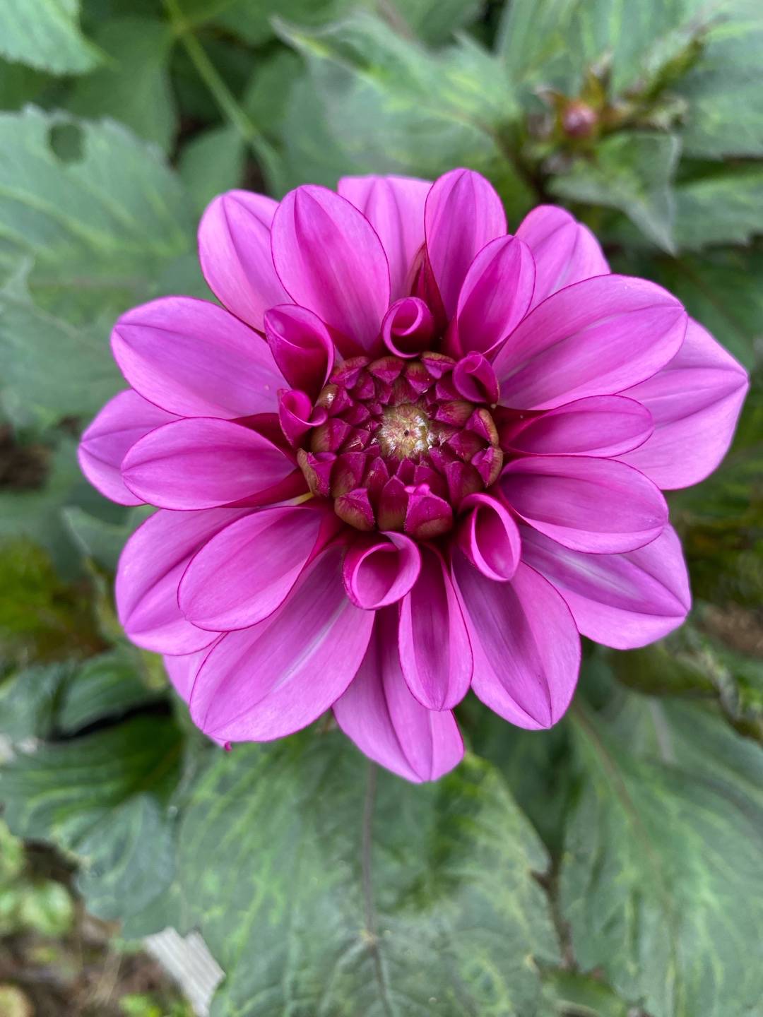 Dahlia Melissa Anna Marijke