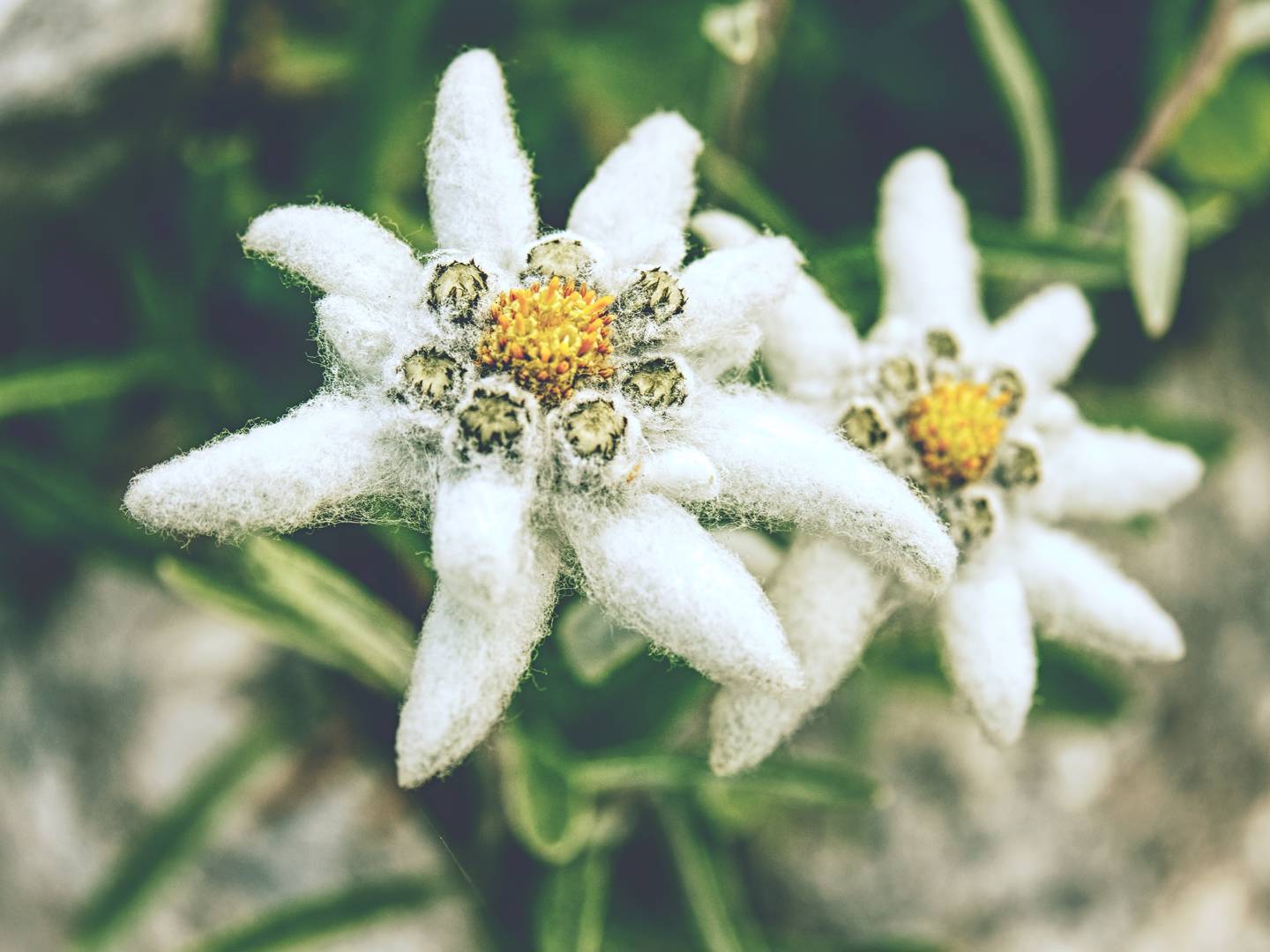 Edelweiss 