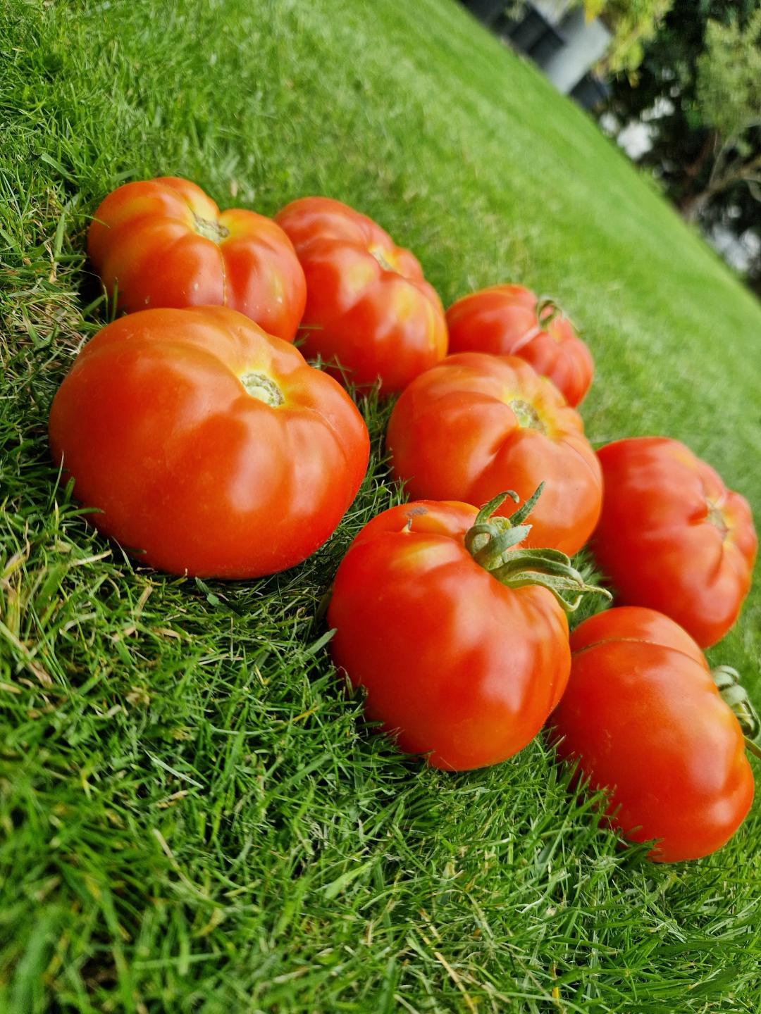 Tomat Marmande