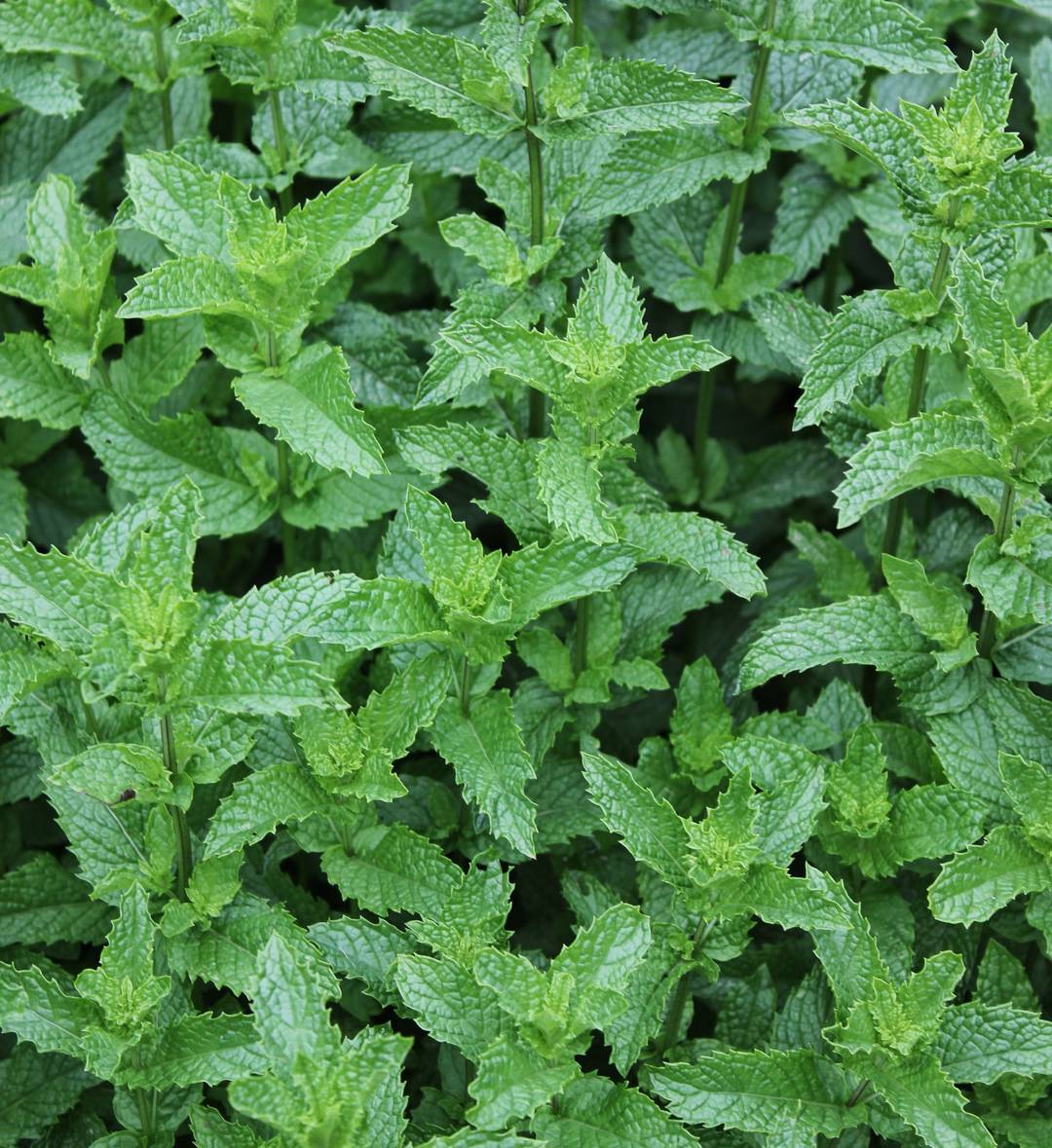 Grönmynta Spearmint
