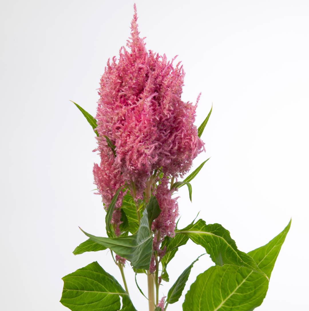 Celosia Sunday Bright Pink