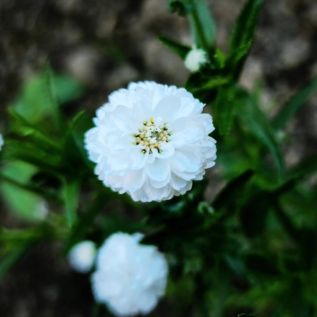 Vitpytta Marshmallow
