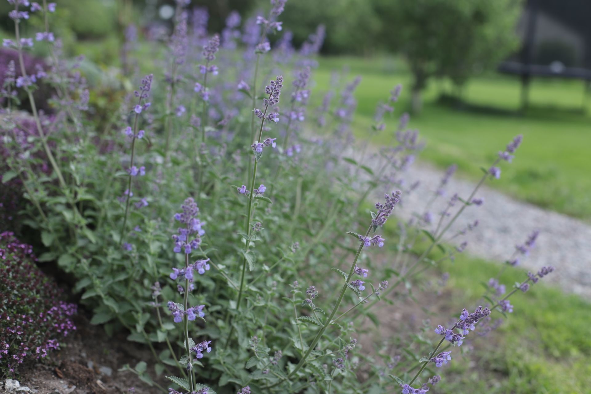Kantnepeta Six Hills Giant