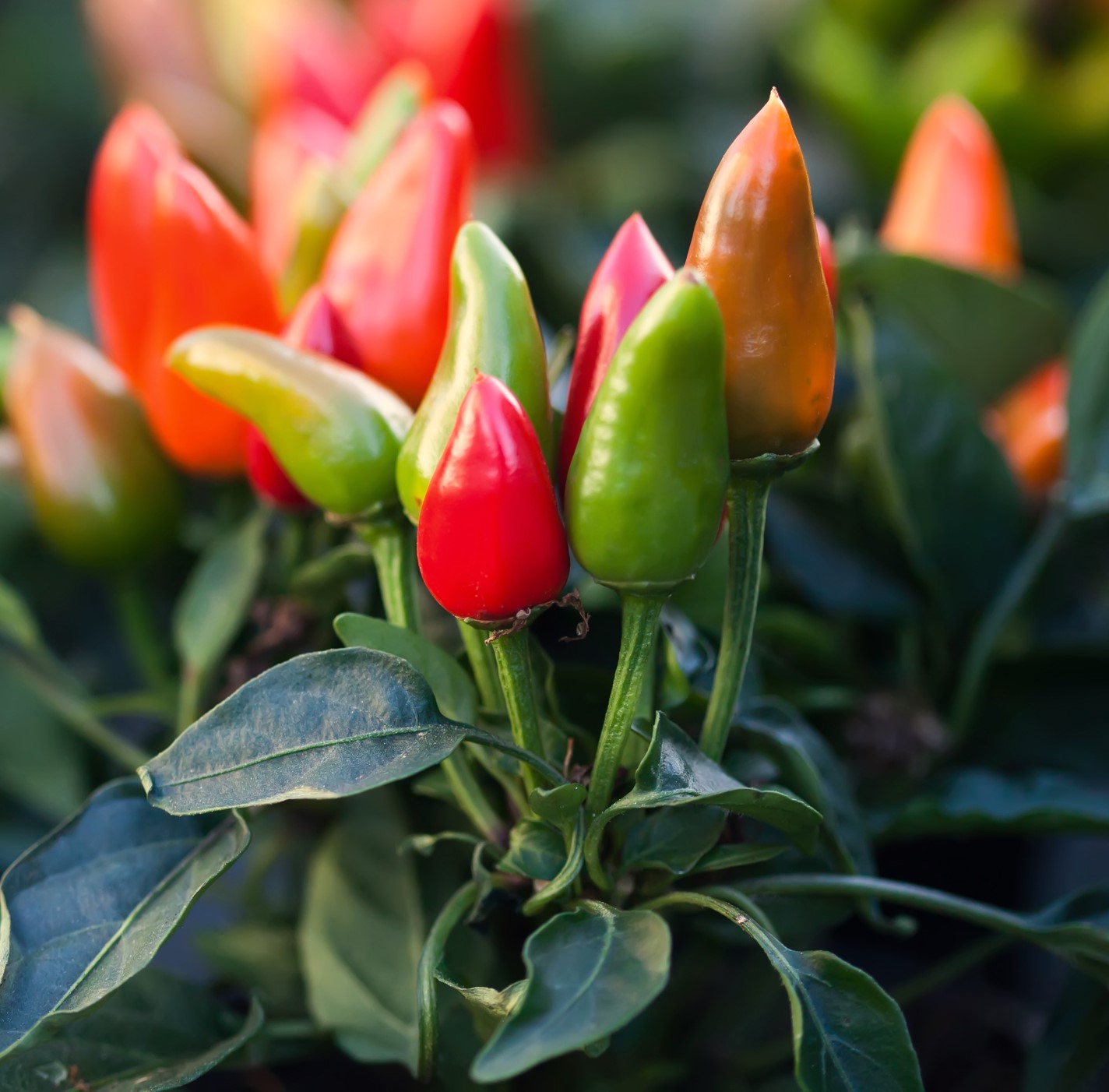Tabascopeppar Tabasco