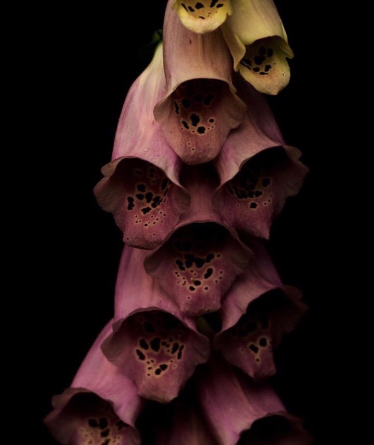 Där knoppar brister