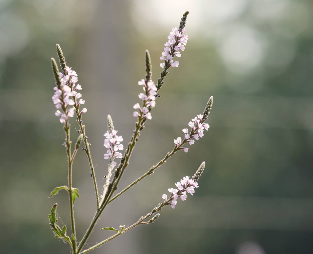 Järnört 