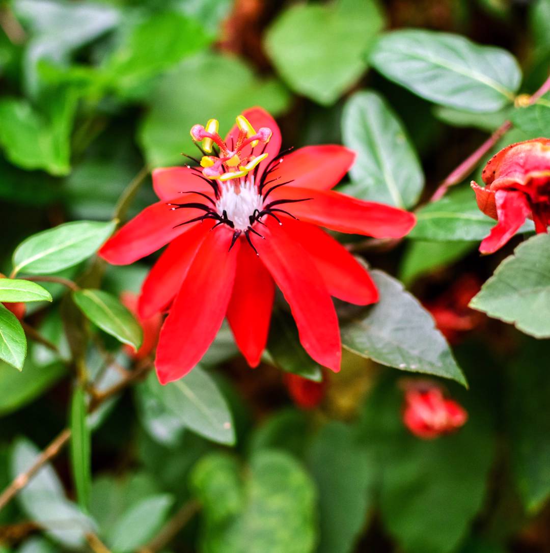 Röd Passionsblomma 
