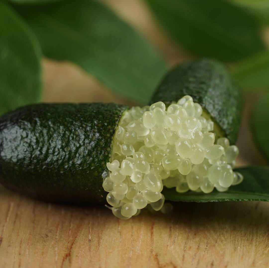 Fingerlime 