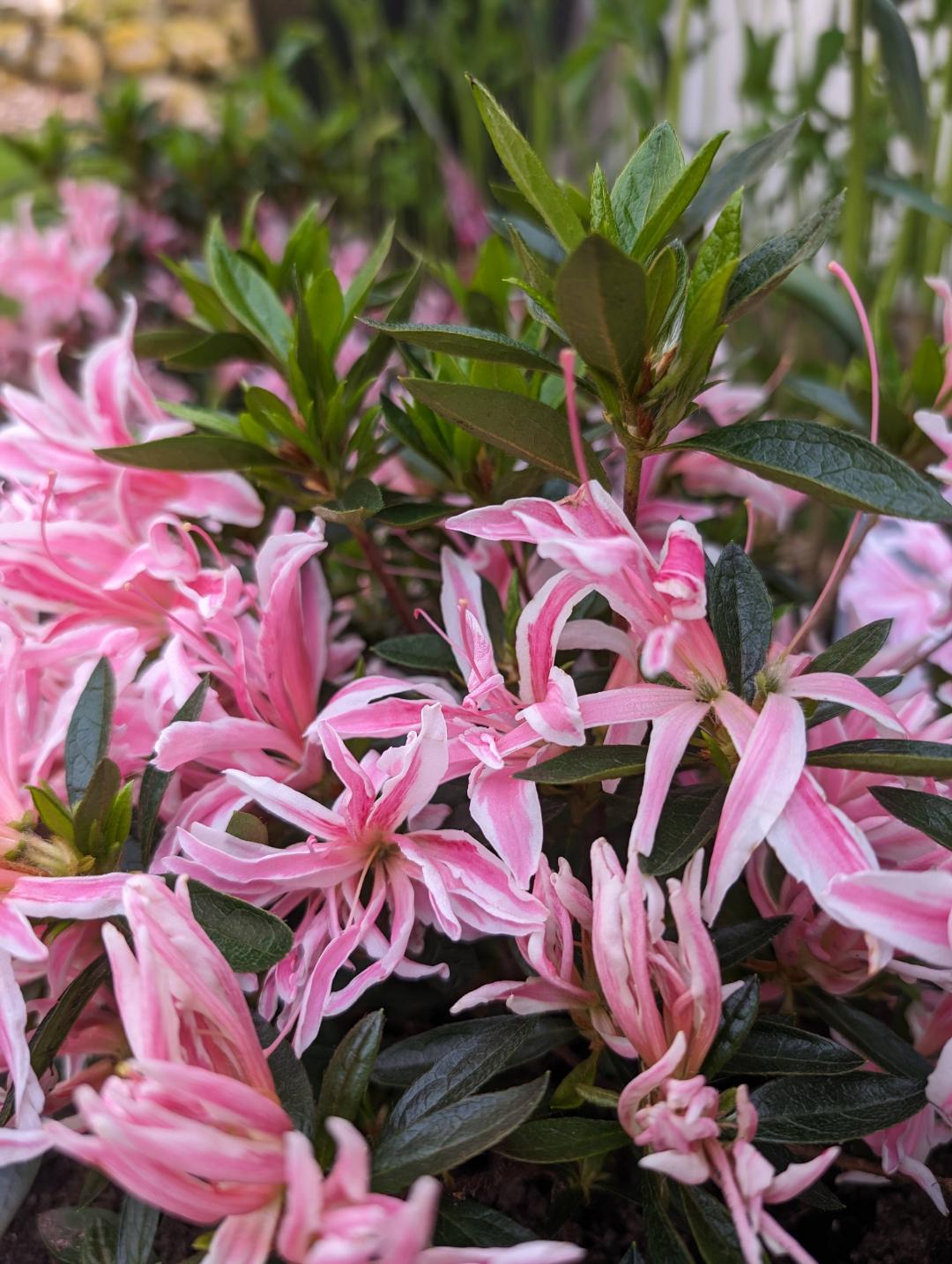 Japansk Azalea Pink Spider