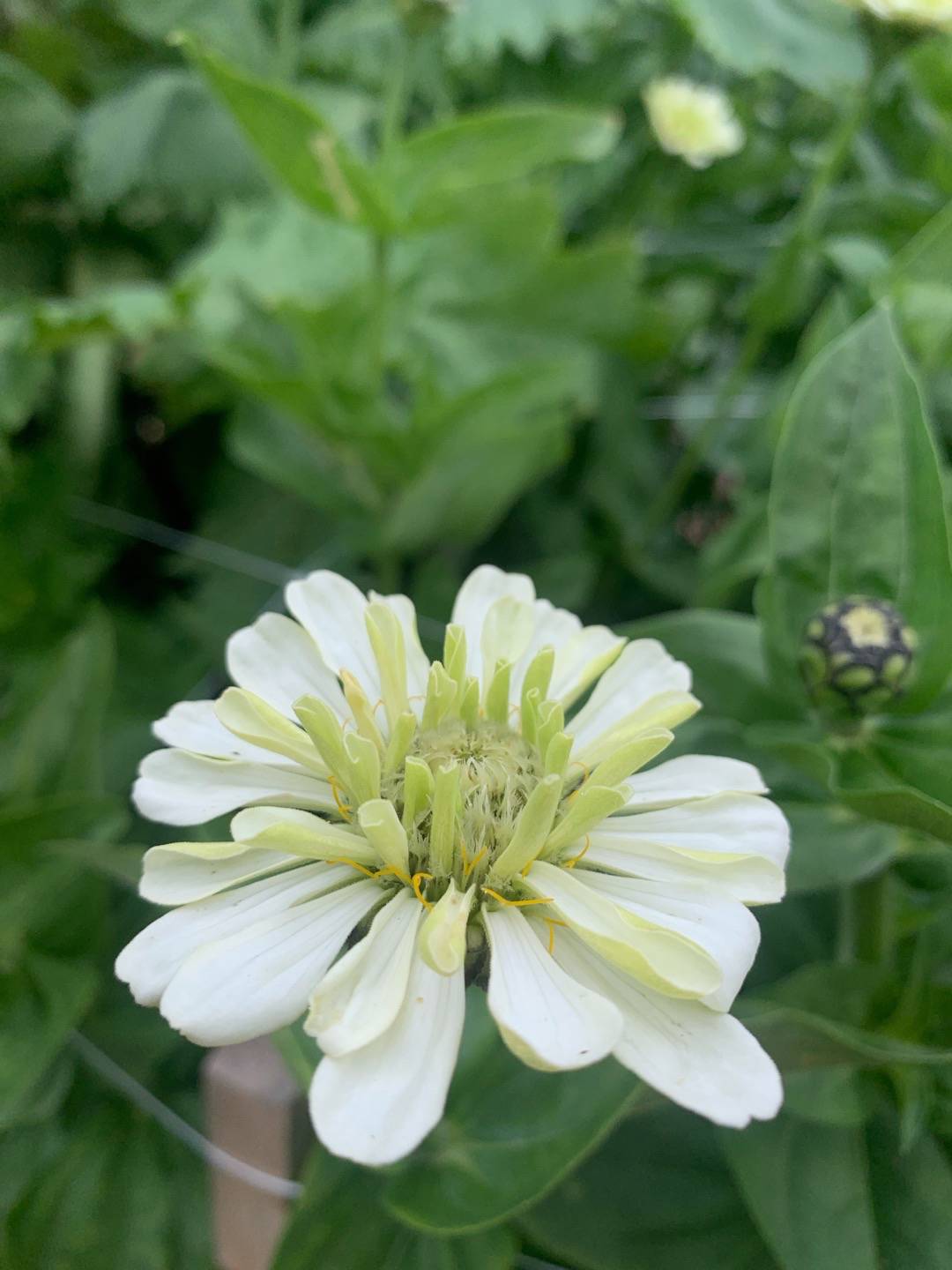 ModerjordsTrädgård