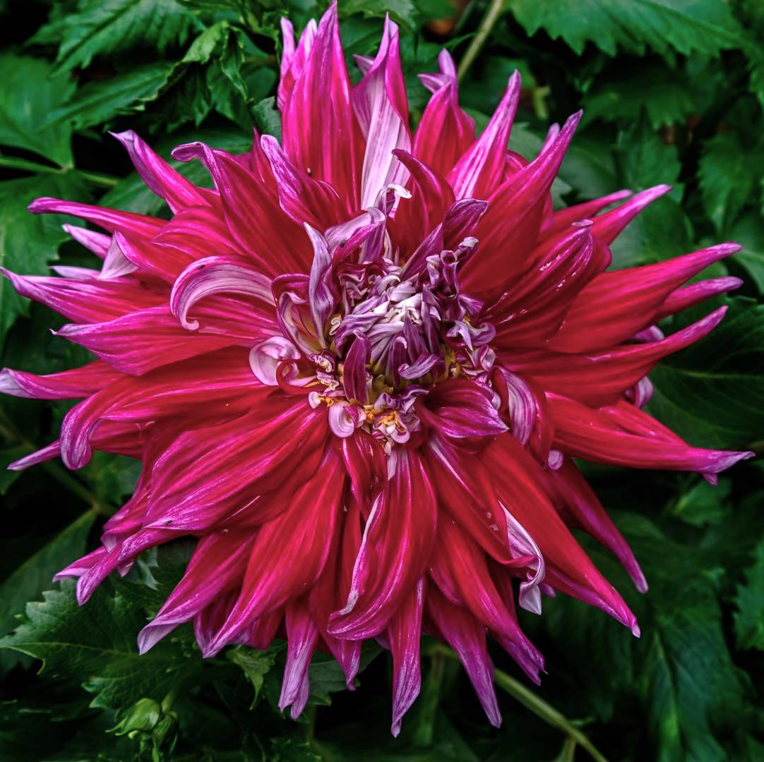 Dahlia Ac Dark Horse