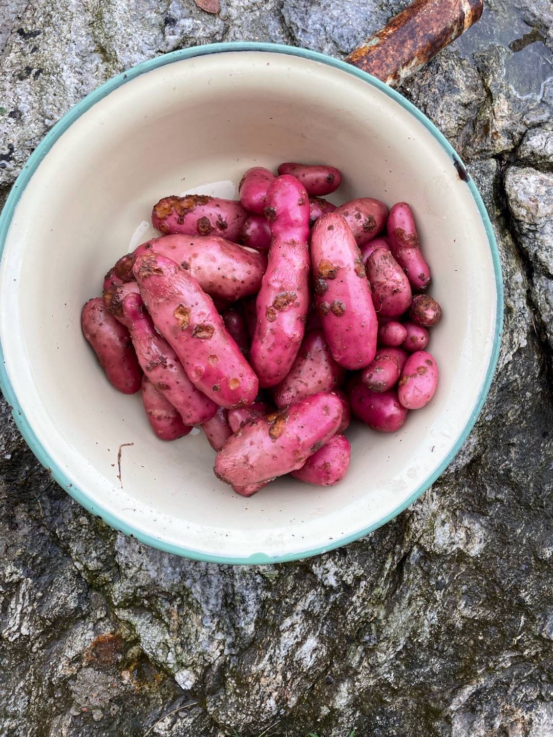 Potatis Chérie
