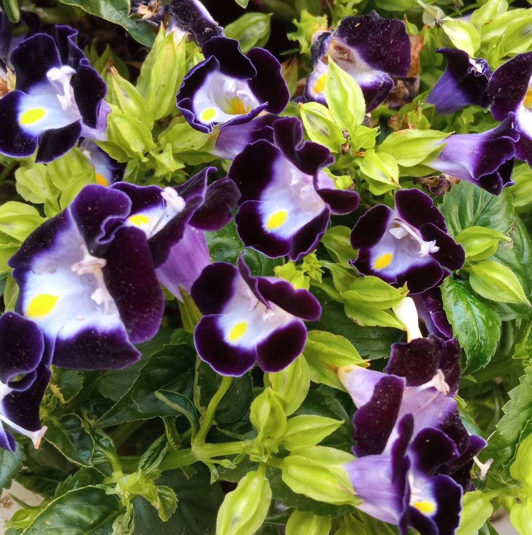Torenia 