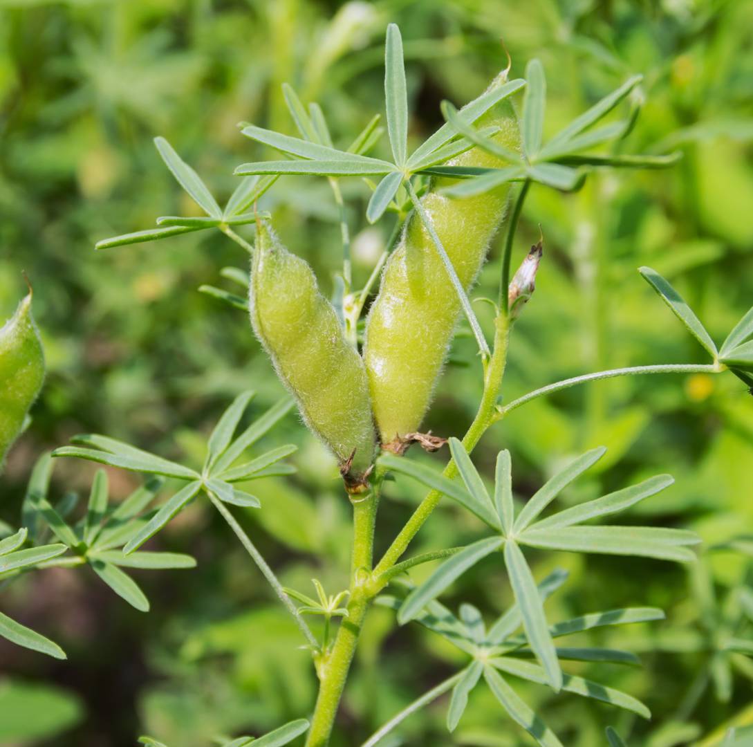 Sötlupin 