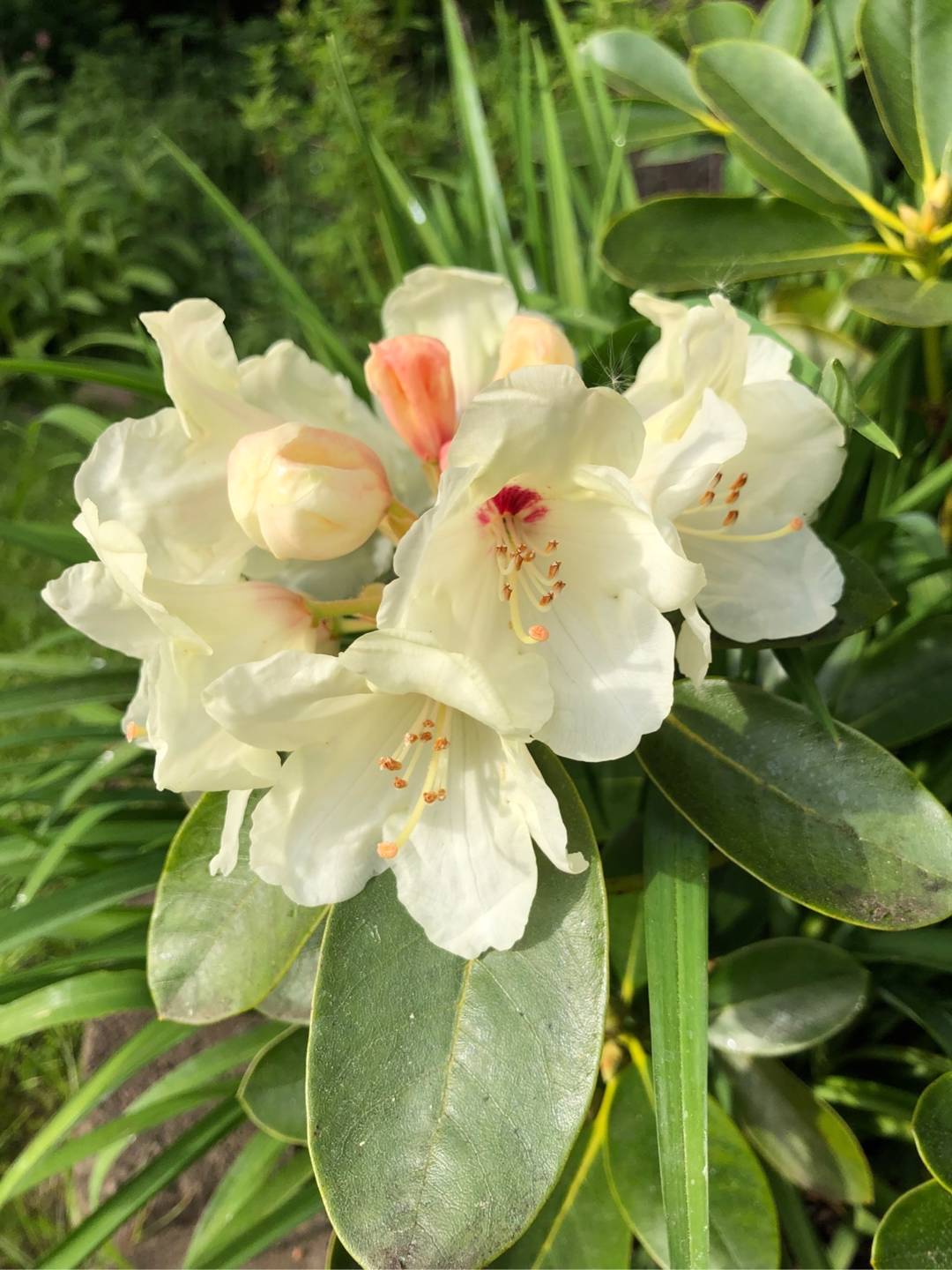 Rhododendron Flava