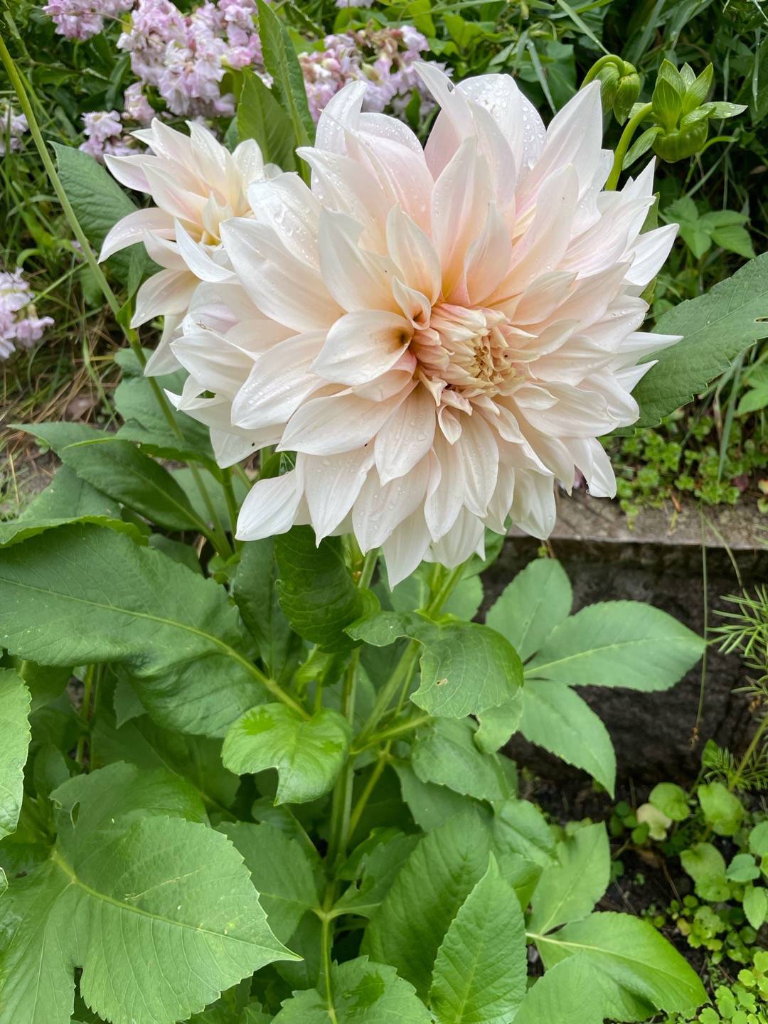 Petra på Blomstervägen