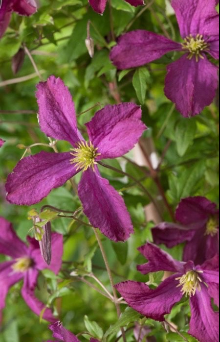 Viticella-klematis Södertälje