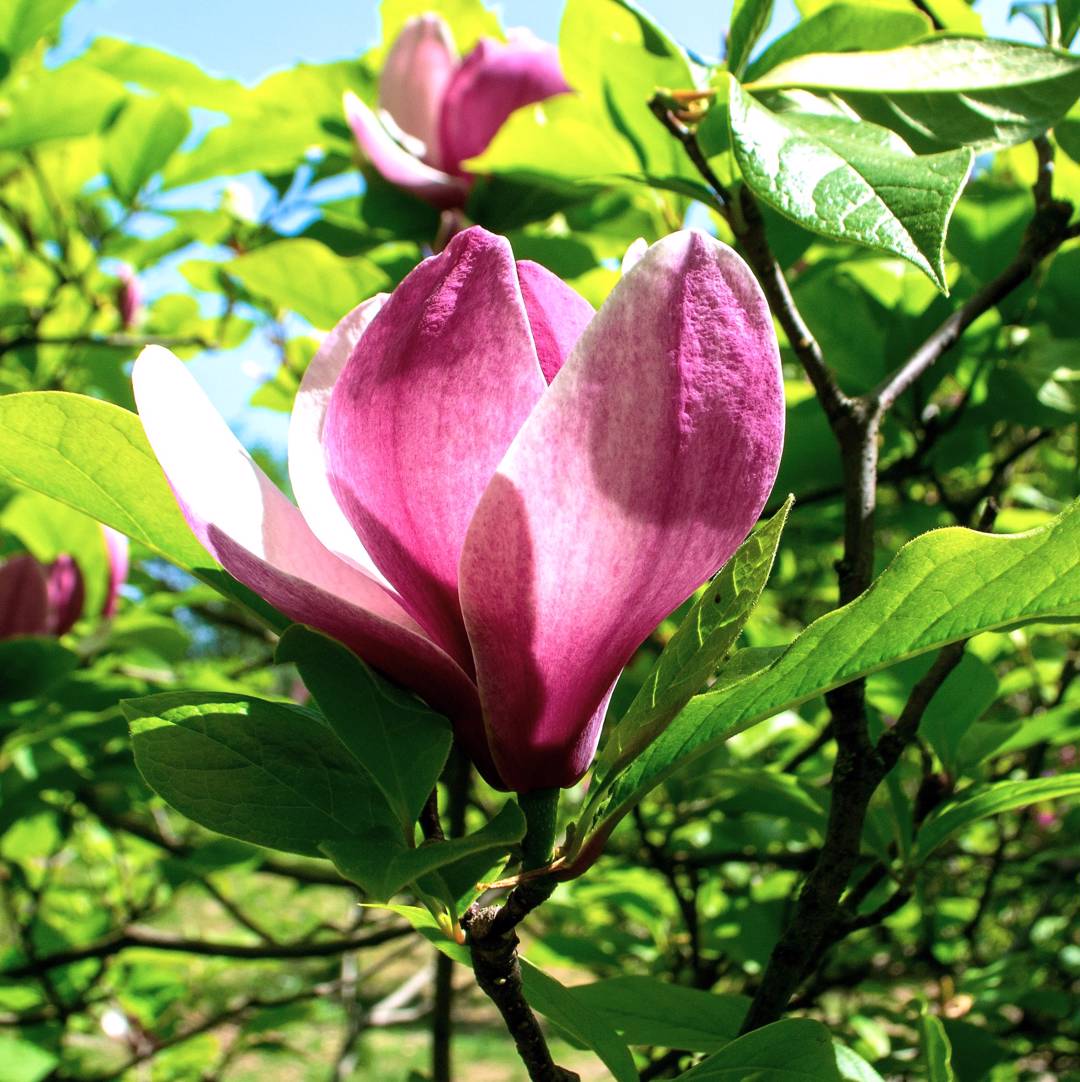 Magnolia Rose Marie