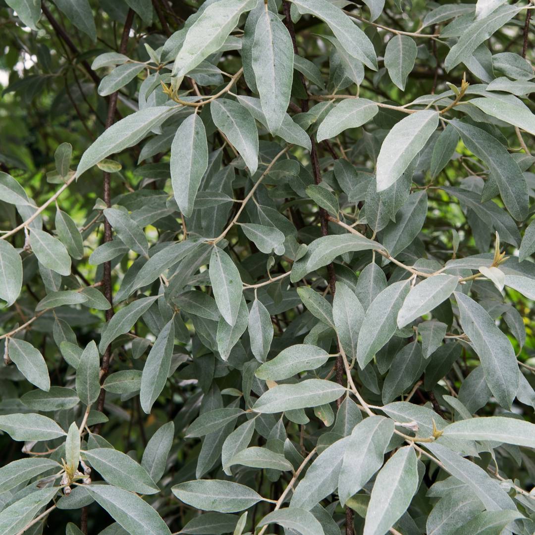 Silverbuske Quicksilver