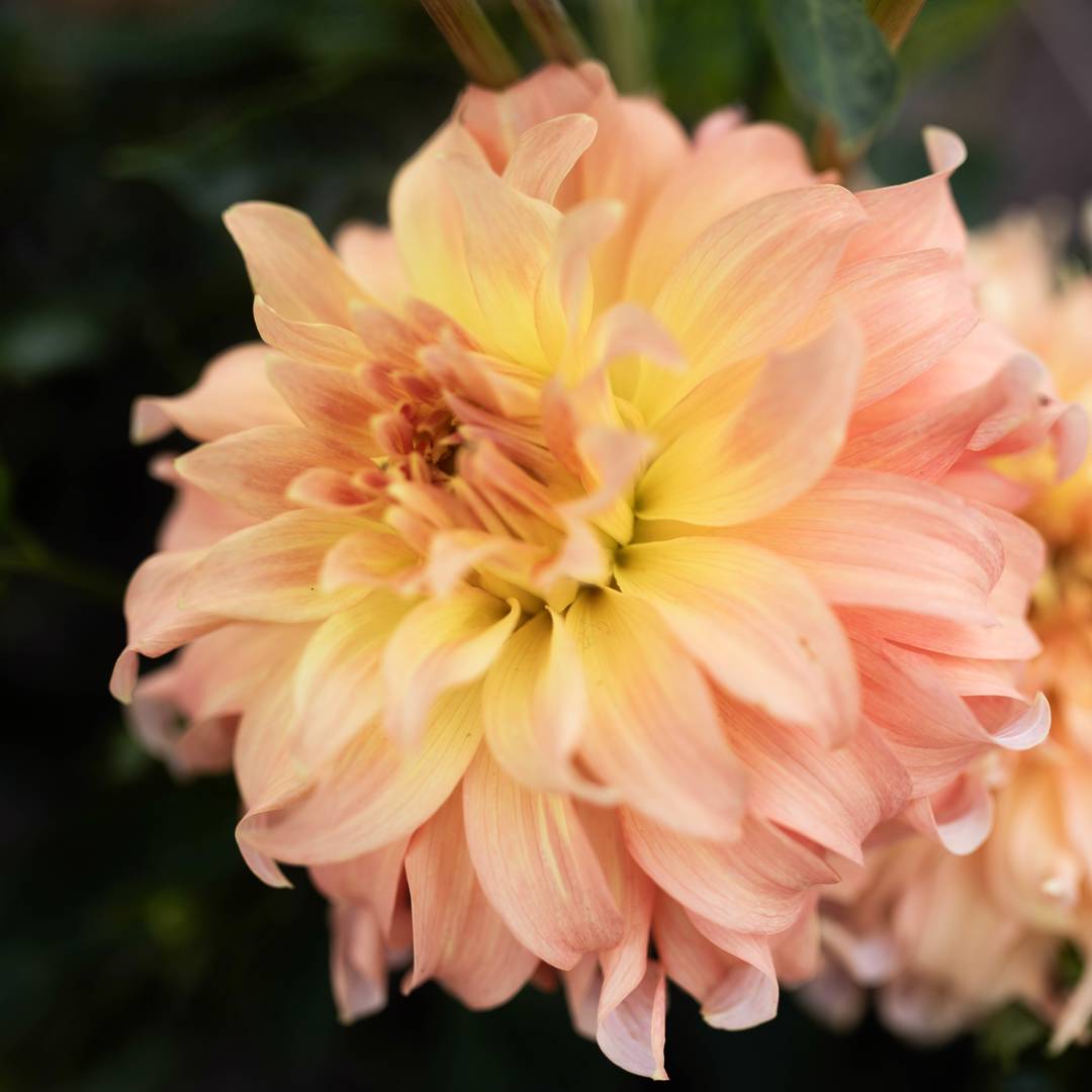 Dahlia Hapet Mona Lisa