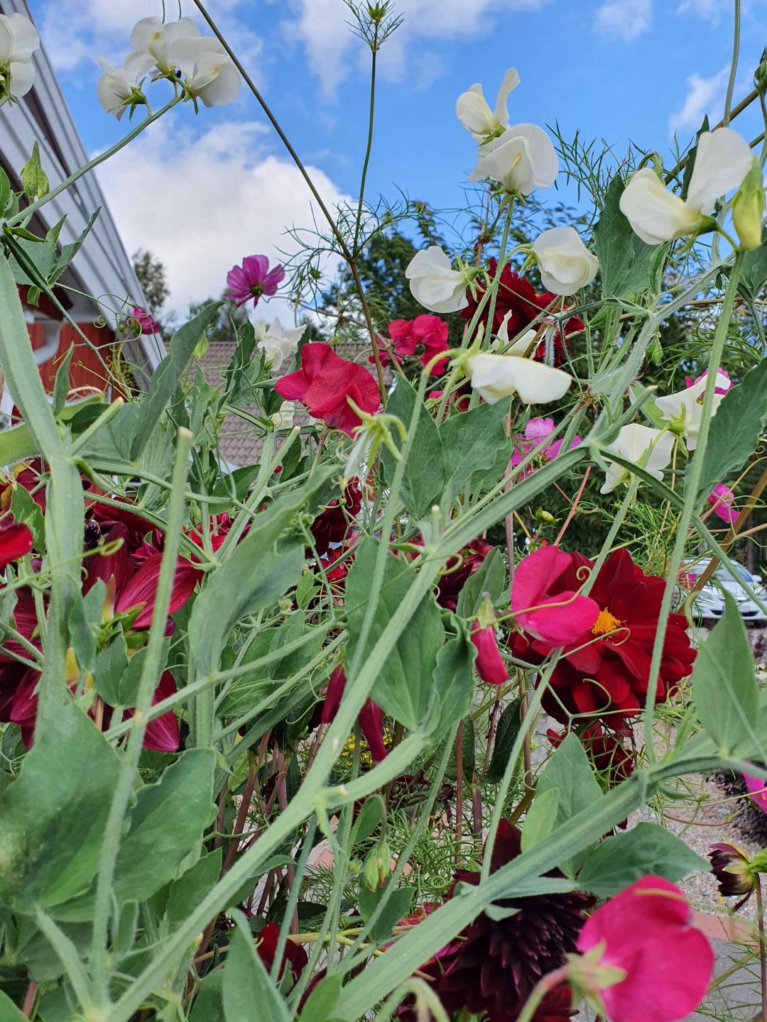 Luktärt Old Spice Mix