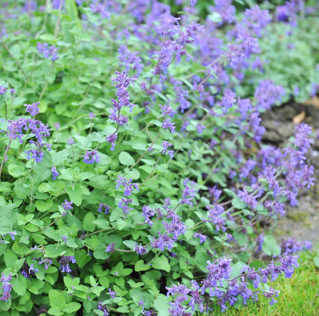 Bergnepeta Superba