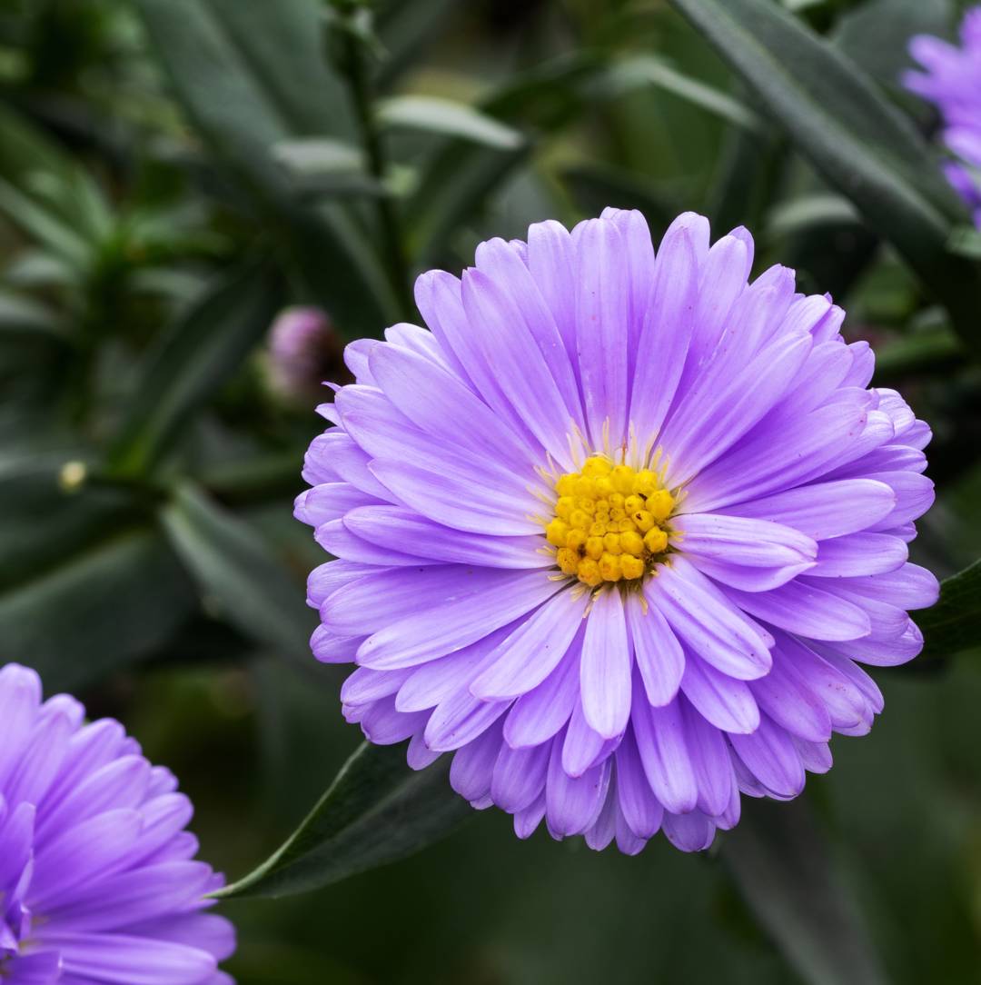 Oh!Garden - Höstaster Marie Ballard