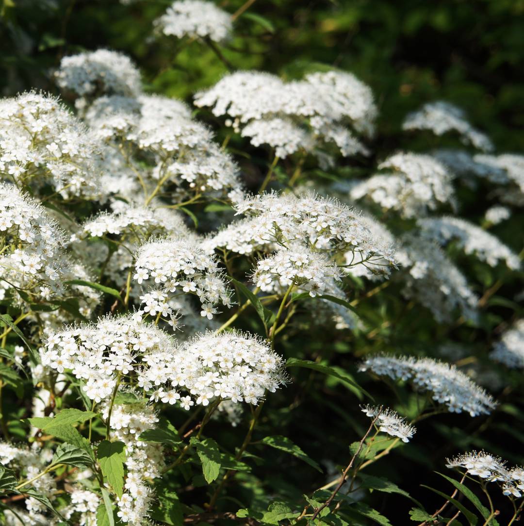 Praktspirea Albiflora