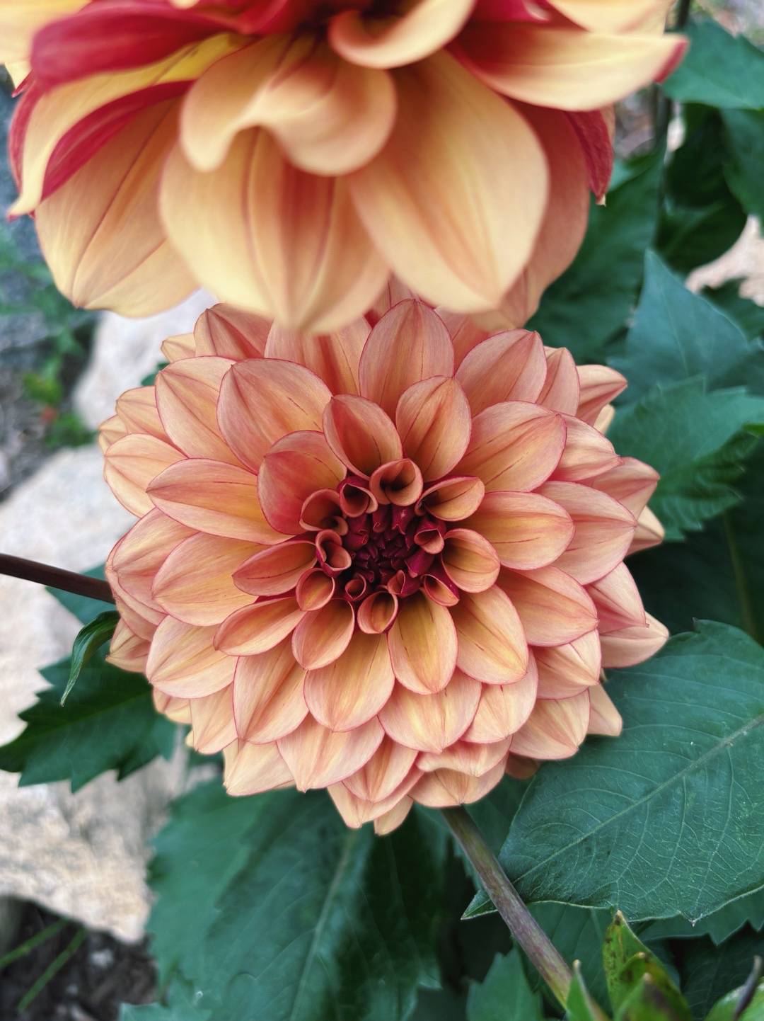 Dahlia Crème de Cognac