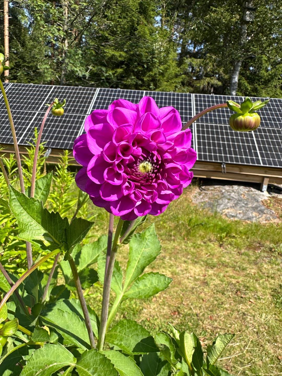 Bjärnsunds trädgård