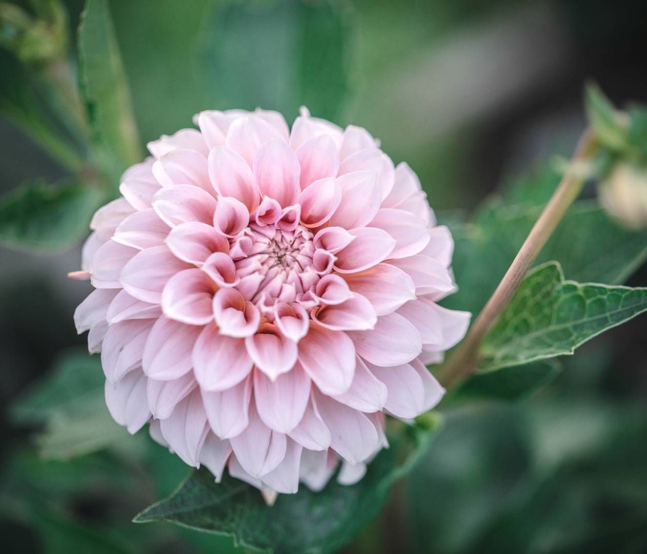 Dahlia Peaches n' Cream
