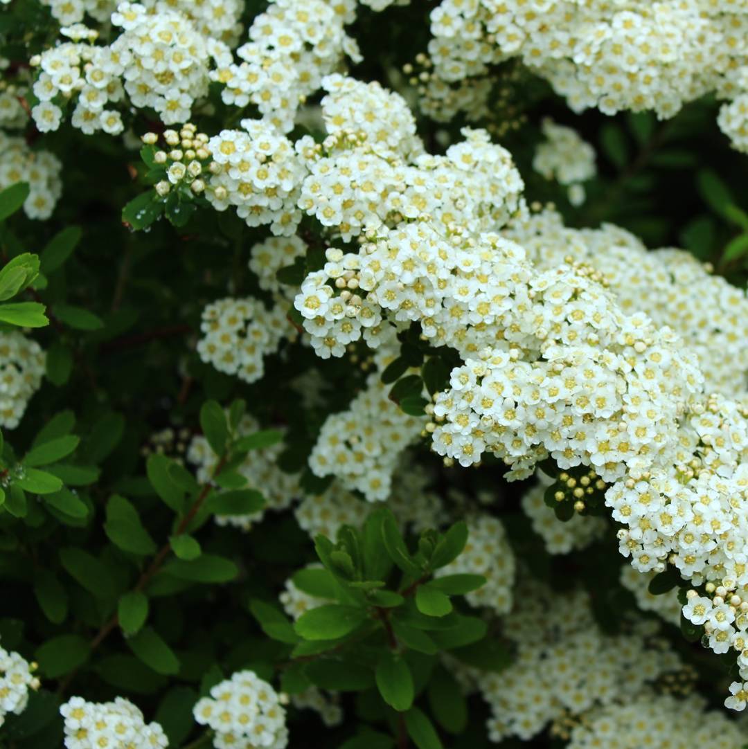 Brudspirea 