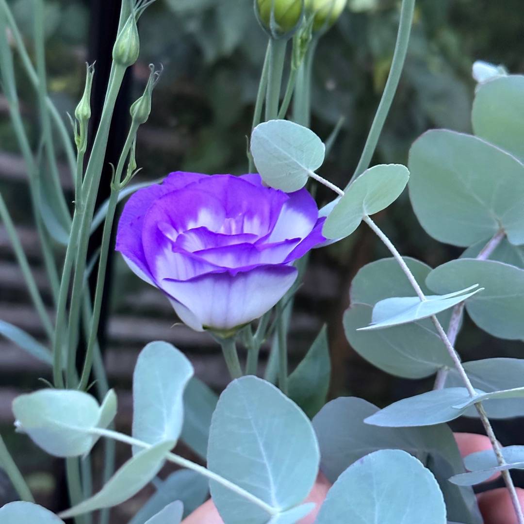 Prärieklocka Rosita Blue Picotee