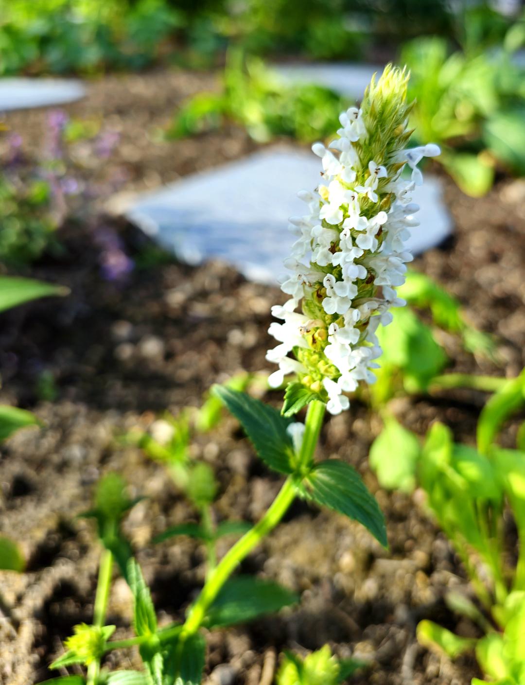 Axnepeta Nevita White