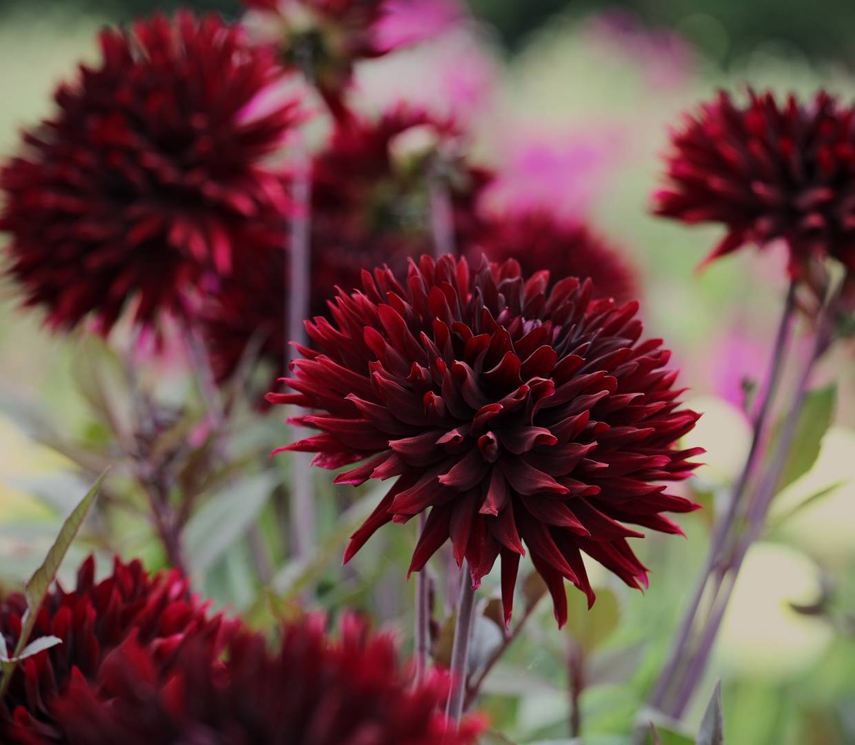 Dahlia Black Jack