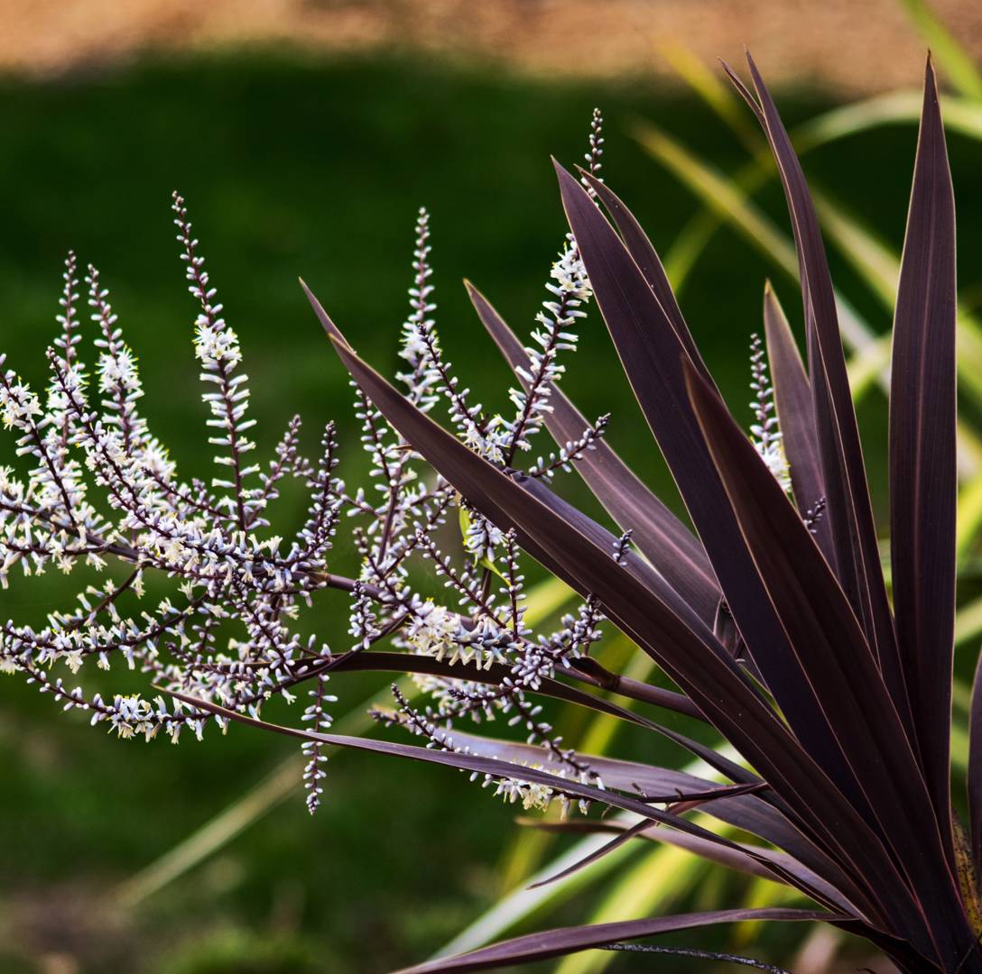 Syddracena Red Star