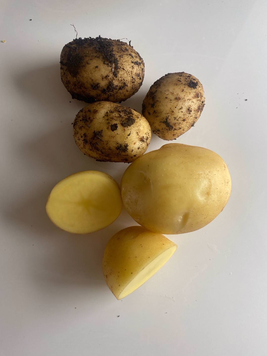 Potatis Inova
