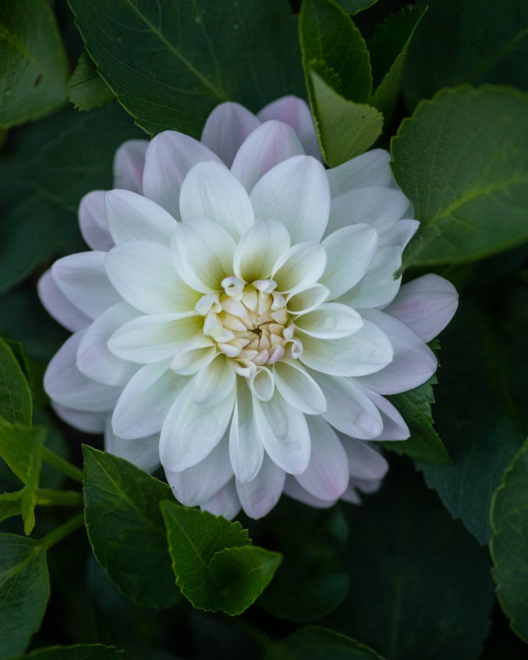 Dahlia Wittem
