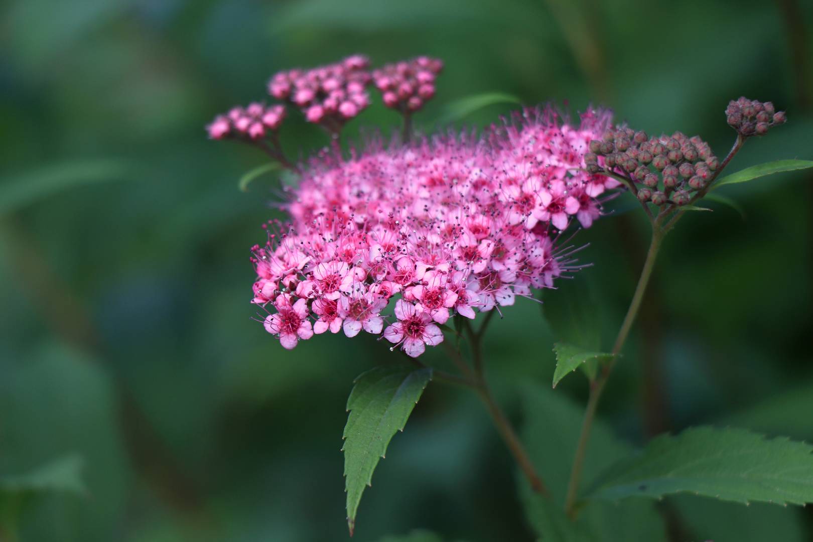 Praktspirea 