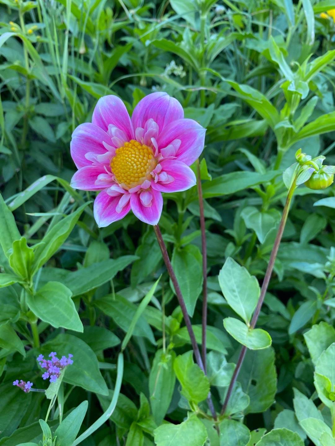 Petra på Blomstervägen