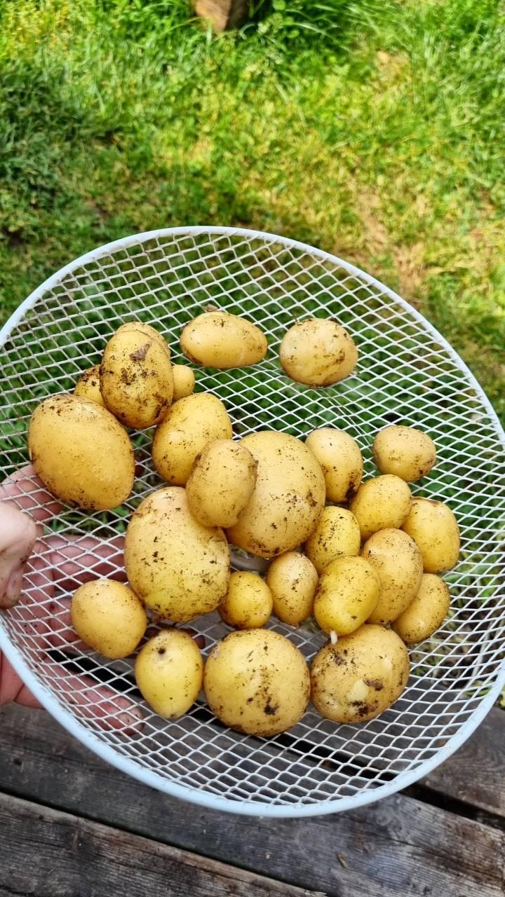 Potatis Princess