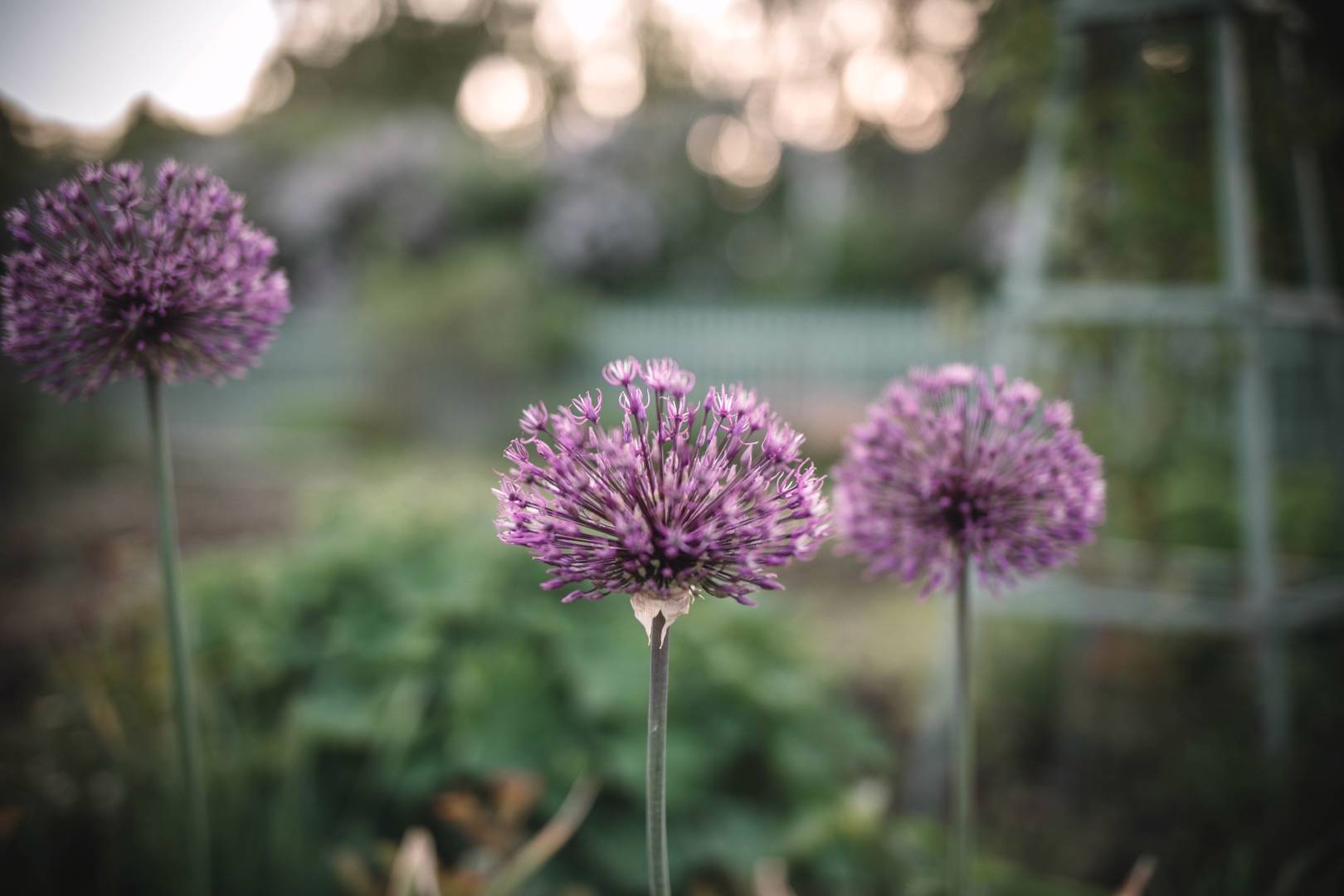 Allium Early Emperor